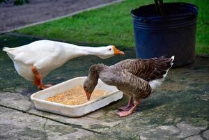Gripe aviar: Senacsa recomienda notificar si hay aves muertas y evitar tocarlas  - Nacionales - ABC Color