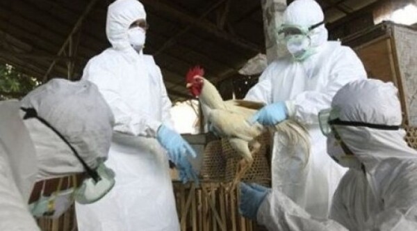 Diario HOY | Influenza aviar: sepa cómo cuidarse de la enfermedad