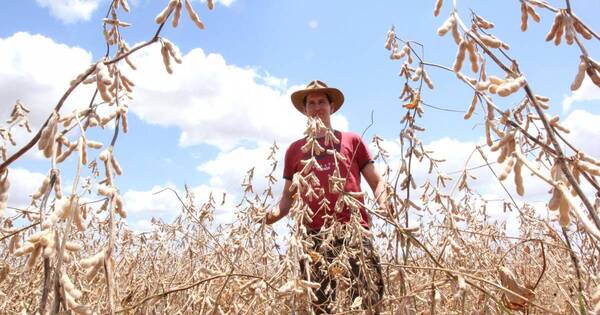 La Nación / Falta de lluvias ocasionó rendimientos variables en la soja zafriña