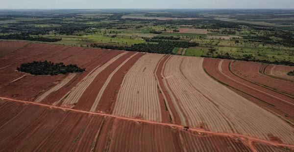 Diario HOY | Paraguay lidera la producción y comercialización mundial de chía