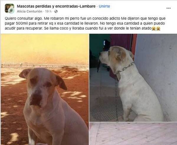 Le robaron su perro y le piden 500 mil para devolverle