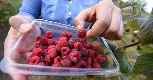 La Nación / Esta es la fruta perfecta para perder peso