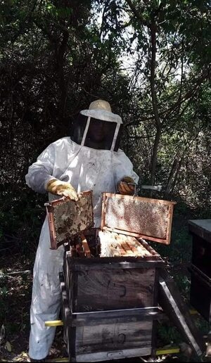 Productores de miel de abeja orgánica logran la certificación internacional de la Unión Europea - Economía - ABC Color