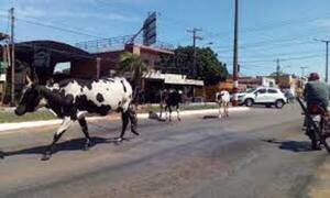 Feroz accidente por culpa de una vaca - C9N