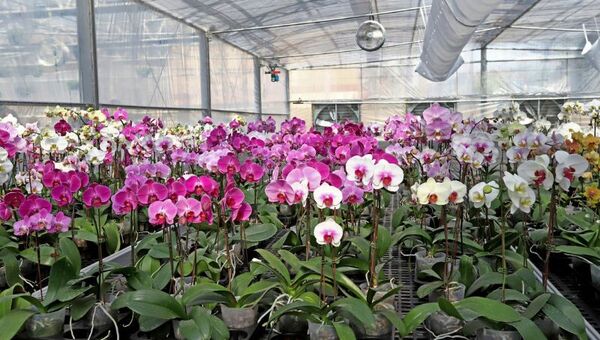 Un paraíso de 50.000 orquídeas: Floricultura del Paraguay es un invernadero exclusivo en Luque