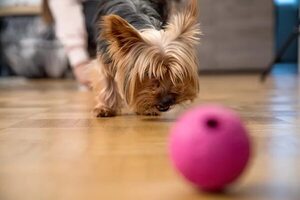 Perros pequeños son ideales para espacios reducidos - Mascotas - ABC Color
