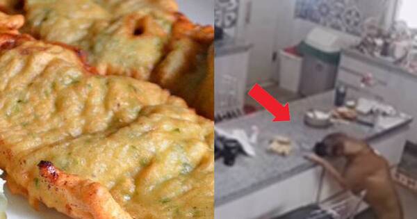 La Nación / ¿Y las marineras? Yolanda Park descubrió a ladrón peludo en su cocina