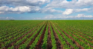 Productores reportan rendimientos disparejos de soja zafriña