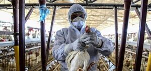 Paraguay reporta 21 personas expuestas al virus de la gripe aviar sin s铆ntomas - Revista PLUS