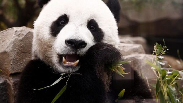 La panda gigante Ya Ya llega a Pekín tras un mes de cuarentena