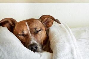 TUS PERRITOS SUEÑAS CONTIGO SEGÚN ESTUDIO DE HARVARD