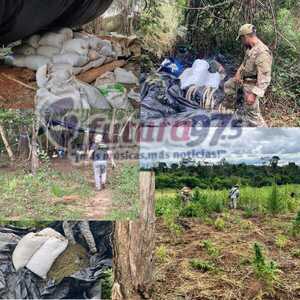 SENAD destruye plantación y más de 1000 kilos de marihuana picada en Bella Vista Norte.