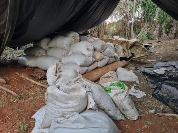 Desmantelan plantaciones de marihuana tras allanamiento de inmueble en Amambay - Policiales - ABC Color