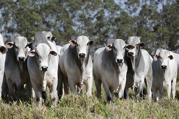 Rio Grande do Sul cumple dos años como estado libre de fiebre aftosa sin vacunación
