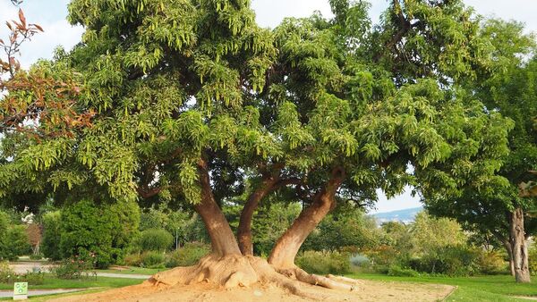 Motosierrista cayó de un árbol mientras talaba y falleció
