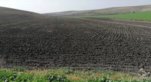 Los microorganismos son claves para almacenar carbono en los suelos - Ciencia - ABC Color