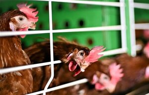 Gripe aviar: Senacsa investiga sospecha de foco en San Pedro - Nacionales - ABC Color