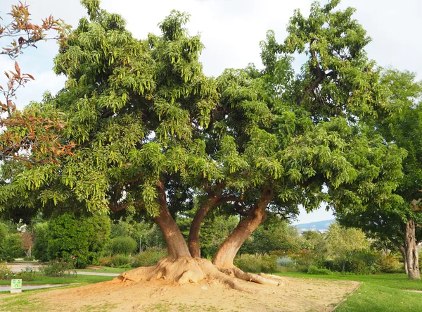Motosierrista cayó de un árbol mientras talaba y falleció