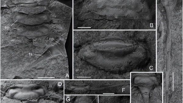 Un fósil de artrópodo cambiaría el origen de la colonización terrestre