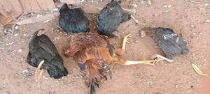 Mortandad de aves de corral en Liberación y Choré alerta a lugareños - Nacionales - ABC Color