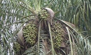 Nuestro “coco paraguayo” | Telefuturo