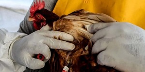 Descartan supuesto nuevo foco de influenza aviar en Choré