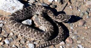 La Nación / Mordedura de serpiente: registran 143 casos en lo que va del año, la mayoría por yarará