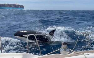 [VIDEO] ¡Oita Gladis! La orca que enseña a sus kapés a atacar botes