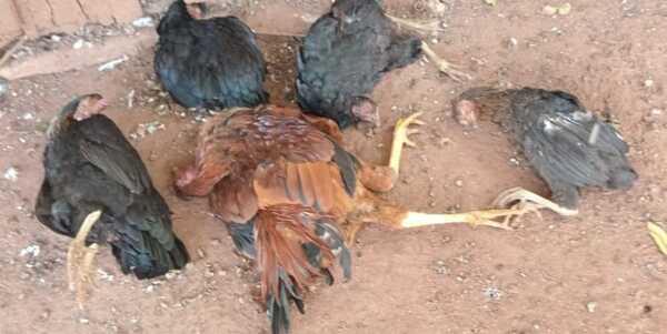 Diario HOY | Preocupación en la zona norte ante llamativa mortandad de gallinas
