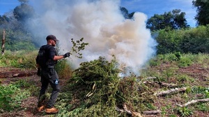 Destruyen área de producción de marihuana en Ñacunday - Noticias Paraguay