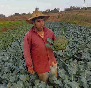 Productores copatriotas luchan por su cuota en el mercado hortícola frente a contrabando masivo - La Tribuna