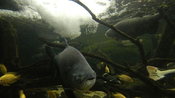 Los peces de la Amazonía brasileña están contaminados con mercurio