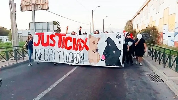 Chile: docentes de una universidad sacrificaron dos perros para una clase de anatomía - Unicanal