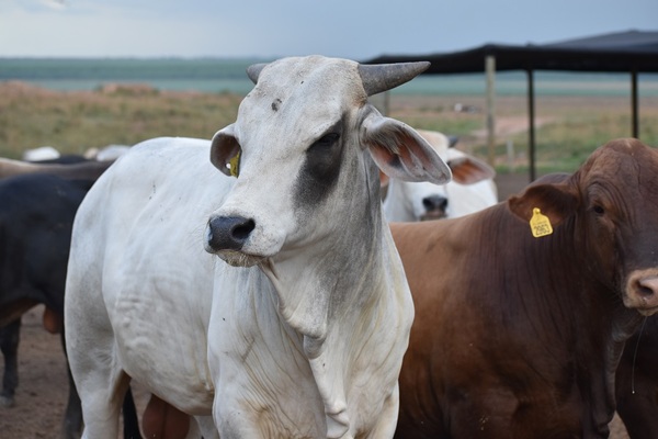 Paraguay recibe coletazos de la depresión china: “El precio del ganado podría seguir bajando”
