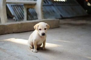 Parvovirus canino: Primeras 24 horas son cruciales para salvarles la vida - Mascotas - ABC Color