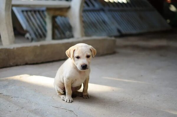 Parvovirus canino: Primeras 24 horas son cruciales para salvarles la vida - Mascotas - ABC Color
