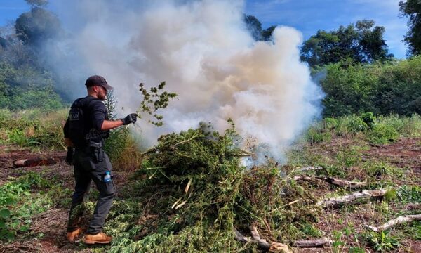 Destruyen campamento de narcos y cultivos de marihuana en Ñacunday – Diario TNPRESS