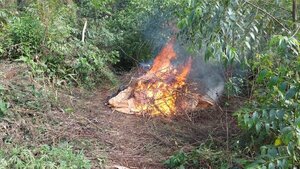 SENAD destruye más de 12 toneladas de marihuana en zona de Ñacunday