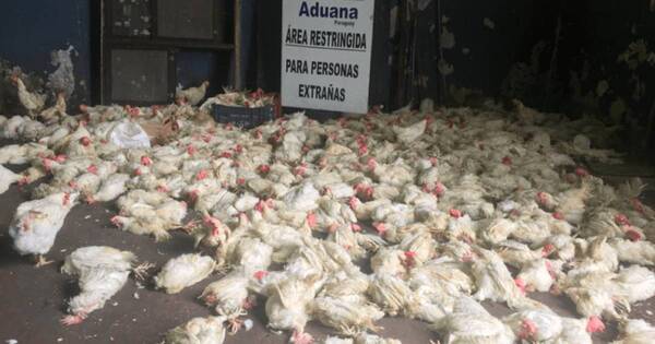 La Nación / Piden frenar contrabando tras ingreso desbordado de pollos argentinos