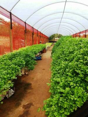 Hidroponía, buena alternativa para la producción hortícola - La Clave