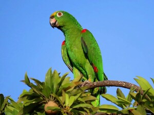 DÍA MUNDIAL DEL LORO: ¿POR QUÉ Y CÓMO SE CELEBRA?