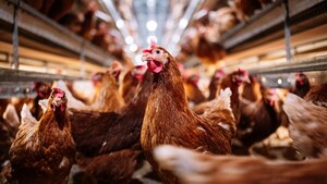 CHORE SIN FOCOS DE GRIPE AVIAR - La Voz del Norte