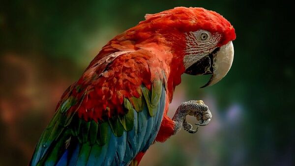 Un día para concienciar y conocer más sobre los loros