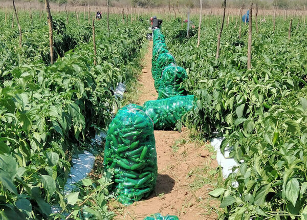 México alcanza las 32,1 millones de hectáreas para uso agrícola - MarketData