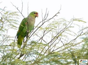 Día Mundial del Loro: Es mejor verlos libres que en cautiverio, claman ambientalistas - Nacionales - ABC Color