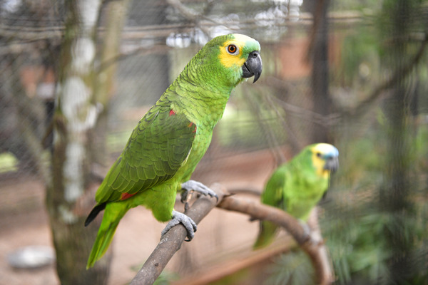 Diario HOY | En el Día Mundial de los Loros, instan a no criarlos como mascotas