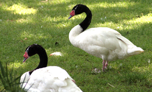 Rio Grande do Sul registró el primer brote de influenza aviar en aves silvestres
