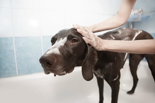 ¿Cada cuánto es recomendable bañar a mi perro? - Mascotas - ABC Color