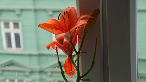 Importancia de las flores y plantas en hogares, escuelas y hospitales