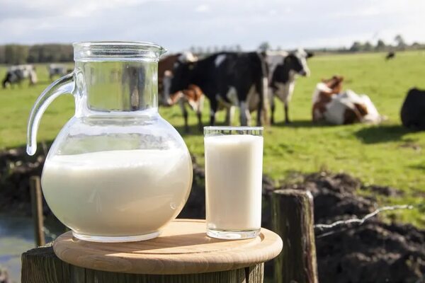 Lo que necesitás saber sobre el Día Mundial de la Leche - Gastronomía - ABC Color
